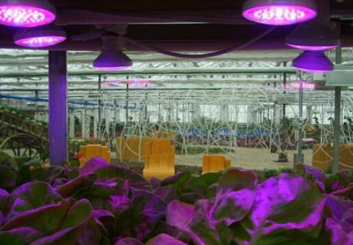 LED Grow Light Markt schnelleres Wachstum